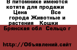 В питомнике имеются котята для продажи › Цена ­ 30 000 - Все города Животные и растения » Кошки   . Брянская обл.,Сельцо г.